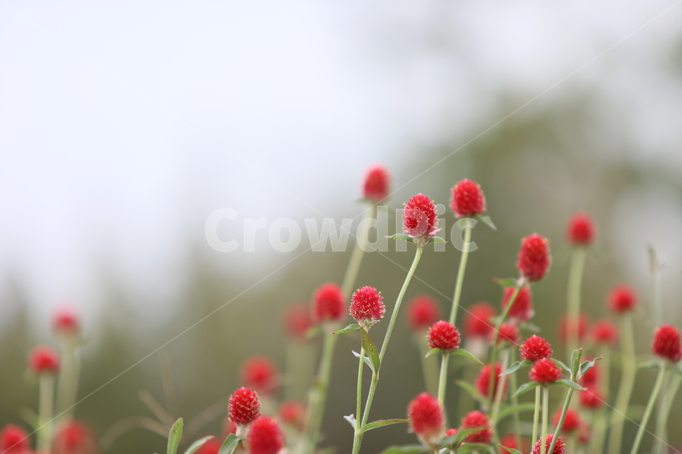 꽃,야생화,붉은색,올망졸망,꽃무리,식물,자연,plants,nature,꽃,flower