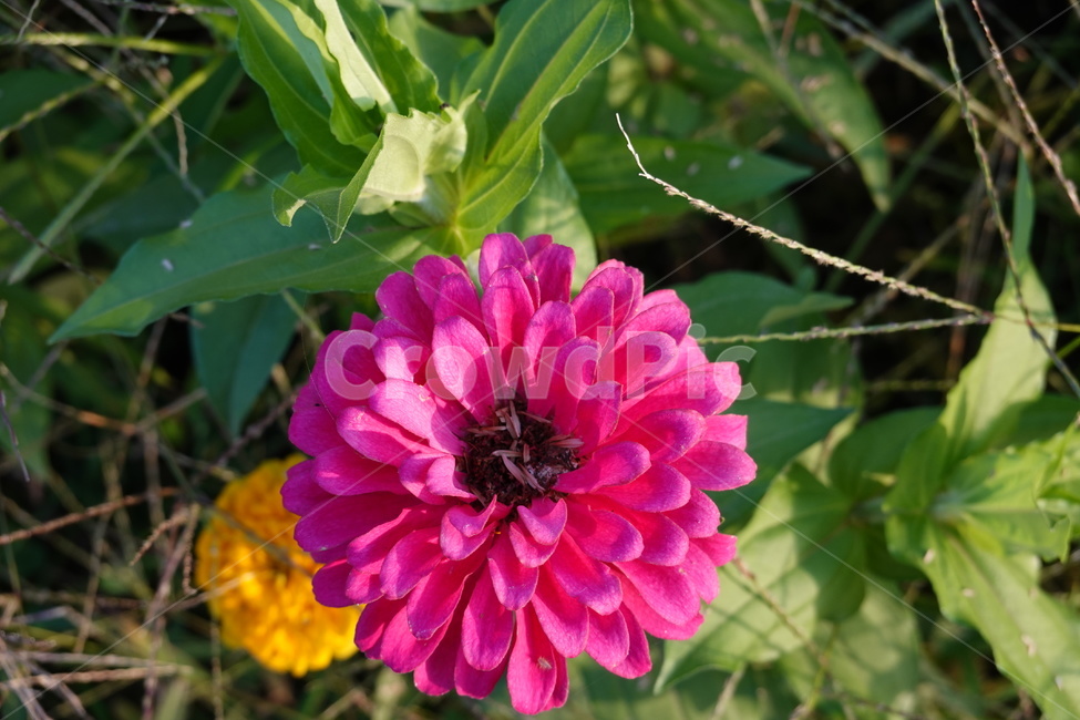 길가,공원,꽃밭,꽃,flower,가을꽃,식물,자연,plants,nature,꽃,flower