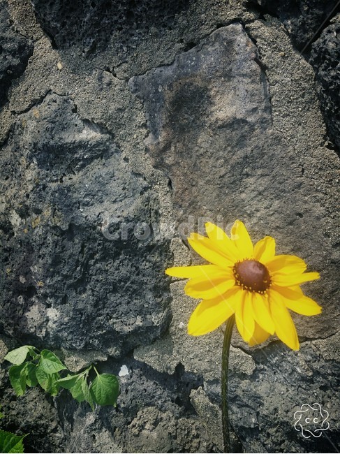 봄,노란꽃,flower,자연,돌