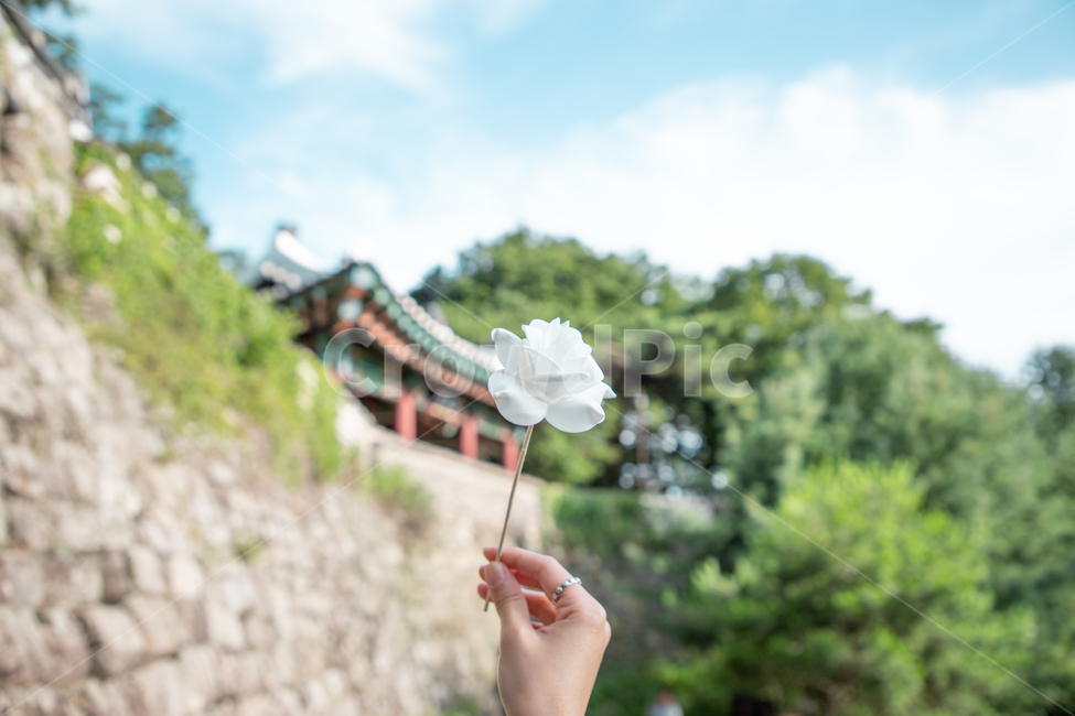 성벽,한옥,자연,꽃,wall,nature,flower,손,식물,자연,plants,nature,꽃,flower,신체일부,몸,body
