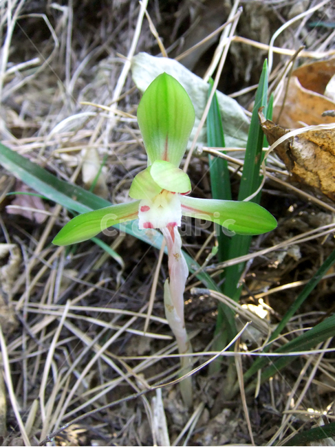 plant,식물,flower,꽃,blossom,보춘화,난,난초,산,자연,야생,mountain,nature,cymbidiumgoeringii,orchid,outdoor,wild,야외