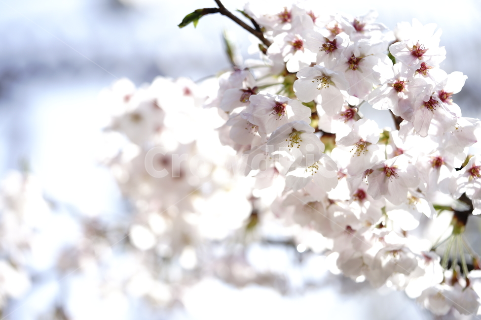 벚꽃,spring,봄,봄꽃,cherryblossom,봄,계절,spring,season,식물,자연,plants,nature,꽃,flower,plant