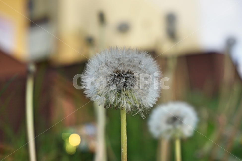 꽃,자연,풍경,배경,민들레,맑음,공원,식물,초록,녹색,봄,flower,nature,green,식물,자연,plants,nature,꽃,flower