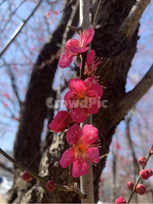 plant,식물,flower,blossom,geranium,꽃,매화