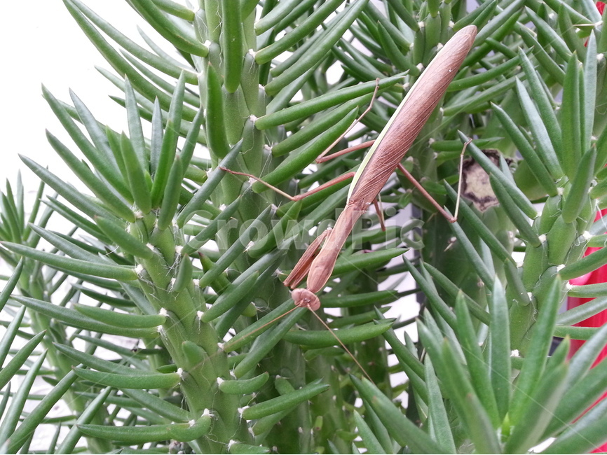 사마귀,선인장,화분,녹색,가시,식물,여름,곤충,동물,animal,곤충,벌레,insect,bug