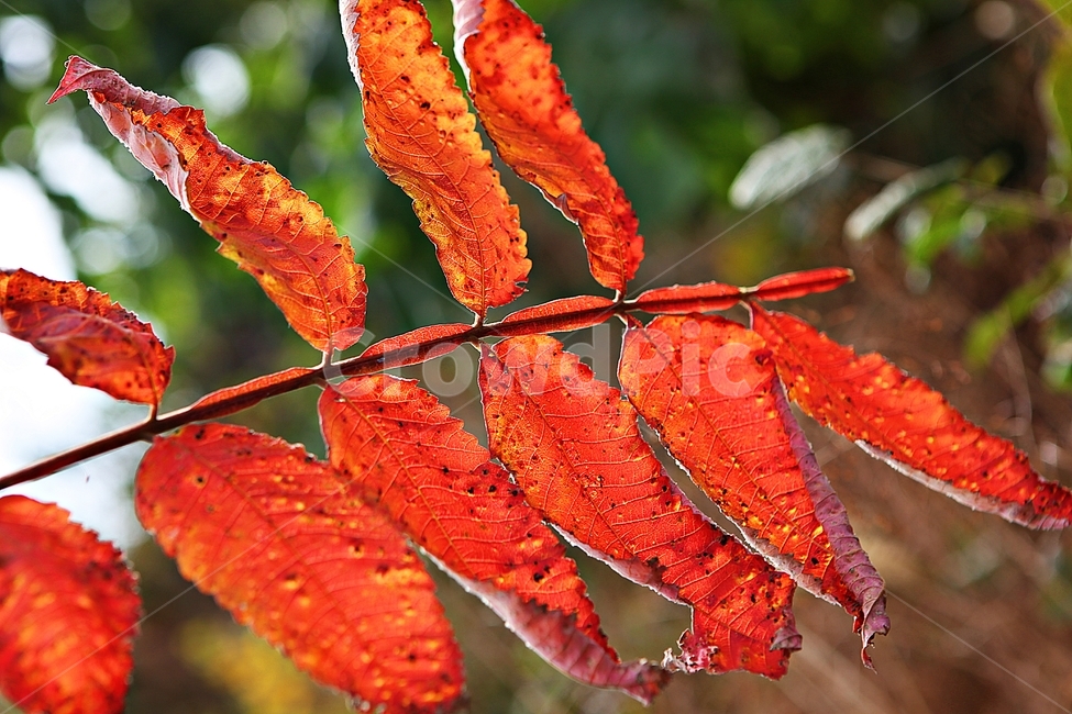 단풍,낙엽,가을,잎,식물,자연,계절,감성,색,색상,나무,공원,가을,계절,fall,autumn,season,leaf,plant,veins,정맥