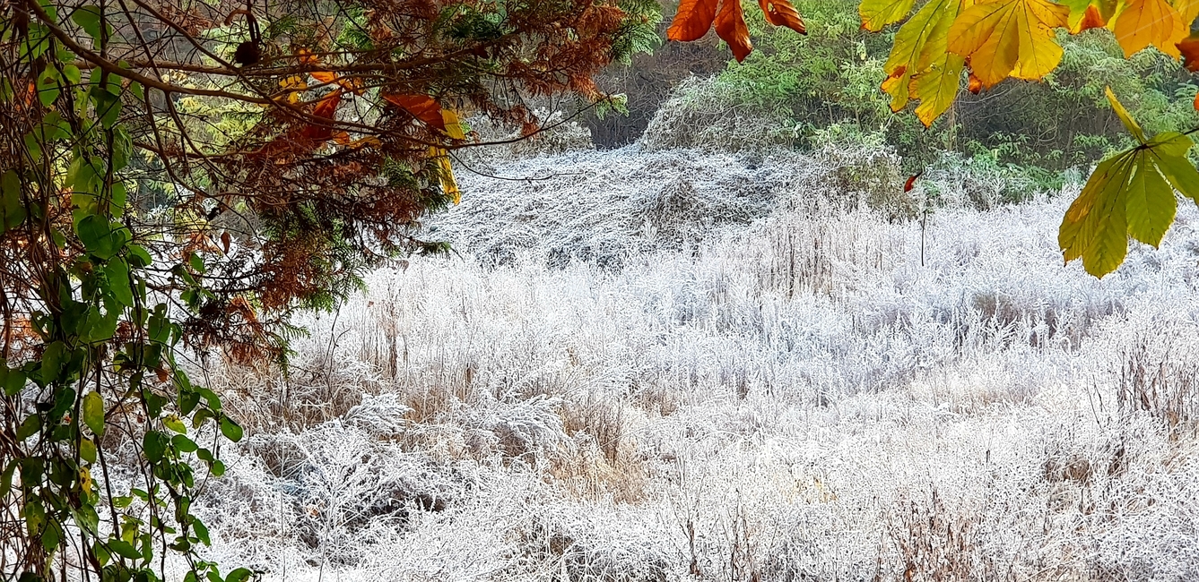 성에,성에꽃,눈꽃,잡초,흰눈,늦가을,겨울,자연,풍경,nature,landscape,plant,식물,leaf,잎,tree,나무