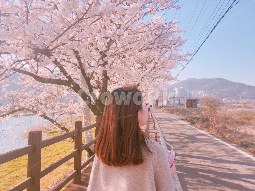 사람,인간,꽃,flower,cherryblossom,벚꽃,사람뒷모습,벚꽃길,봄,계절,spring,season,사람,인물,인간,human,person,여성,여자,woman,female,lady,여행,휴가,traveling,vacation,trip,plant,식물,blossom