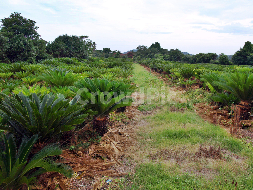나눔허브,저지마을,제주,올레14코스,올레길,약용작물,자연,풍경,nature,landscape,plant,식물,ground,바닥