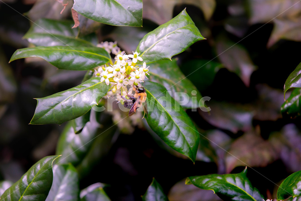 plant,식물,pollen,화분,leaf,잎,벌,식물,자연,plants,nature,꽃,flower,동물,animal,곤충,벌레,insect,bug