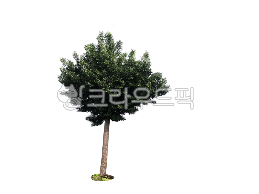 Nukki,Ginkgo,nature,transparentbackground,tree,isolated,png,ginkgotree,treebackground,summer,transparent background,background,tree background,plant,park