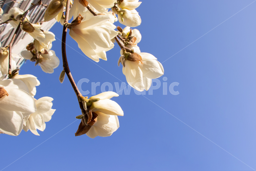 목련,magnolia,꽃,봄꽃,봄,백목련,목련꽃,식물,자연,꽃잎,나뭇가지,하늘,푸른하늘,파란하늘,만개,개화,플라워,활짝핀,활짝피다,아름다운,아름다움,아름답다,미,예쁜,예쁘다,성장,우아,우아한,우아함,우아하다,야외,계절,배경,바탕,백그라운드,flower,spring,blossom,nature,beautiful,flowers,petal,plant,springtime,tree,whitemagnolia,bloom,blooming,blue,bluesky,sky,branch,flora,floral,natural,fresh,beauty,pure,season,white,outdoor,outdoors,background