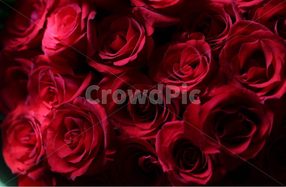 rose,장미,꽃,flower,축하,꽃,flower,기념일,축하,anniversary,congratulation,celebrate,celebration