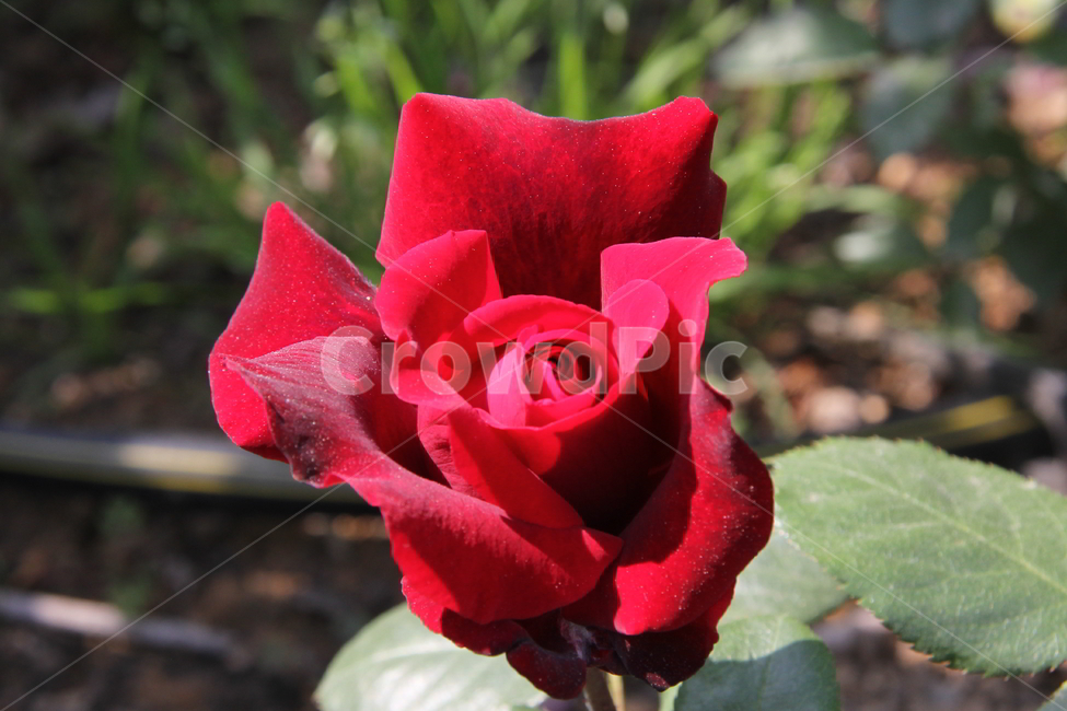 장미,봄꽃,식물,빨간장미,꽃,식물,자연,plants,nature,꽃,flower