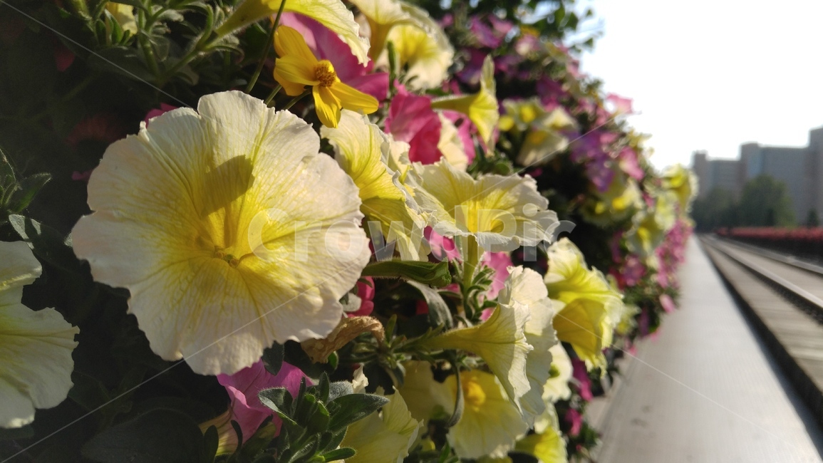 사피니아,사피니아꽃,꽃,식물,노랑,배경,감성,계절,safinia,safiniaflowers,flower,flant,yellow,background,emotional,season