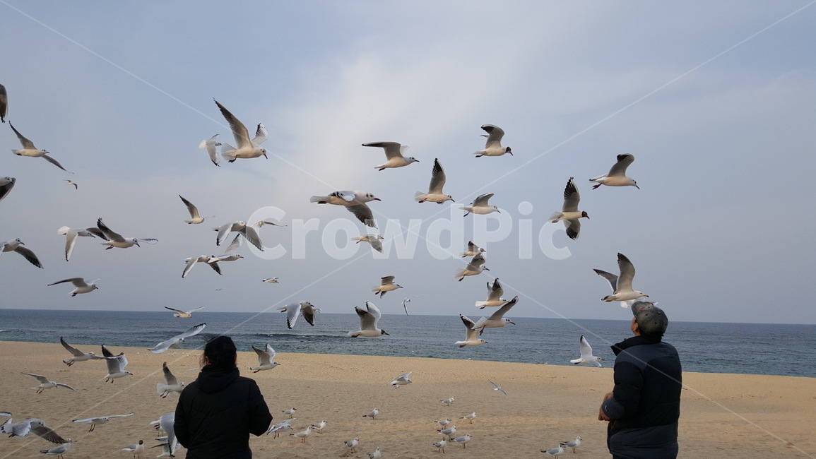 갈매기,남자,여자,가족,해변,쓸쓸함,바다,sea,family,woman,man,people,human