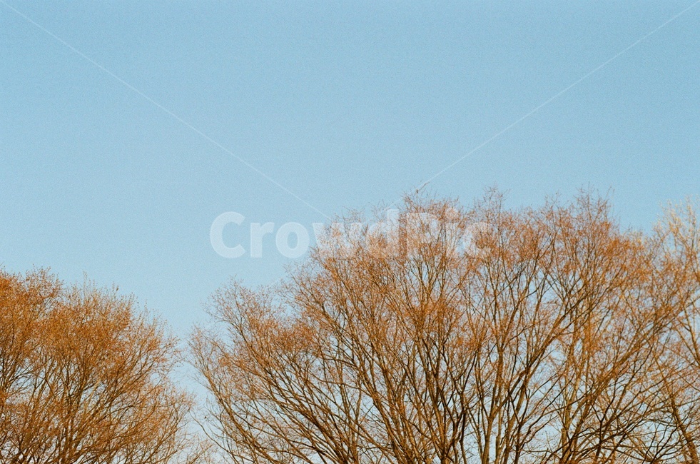 나무,겨울나무,앙상한,tree,winter,wintertree,branches,park,겨울공원,공원,파란하늘,겨울하늘,sky,가을,계절,fall,autumn,season