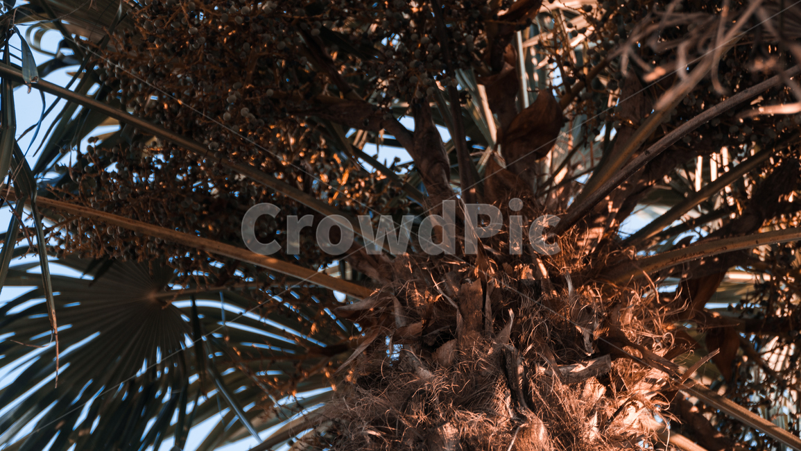 야자수,나무,nature,tree,여름
