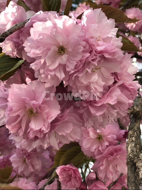 겹벚꽃,꽃,분홍색꽃,꽃나무,봄꽃,식물,자연,plants,nature,꽃,flower