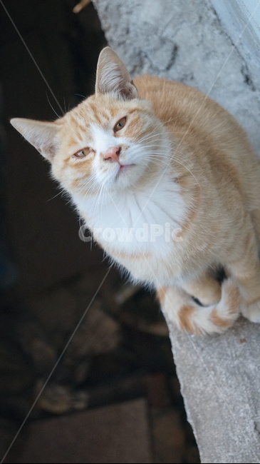 고양이,길고양이,치즈태비,길냥이,숏컷,동물,animal,포유류,mammal,고양이,cat,kitten,kitty