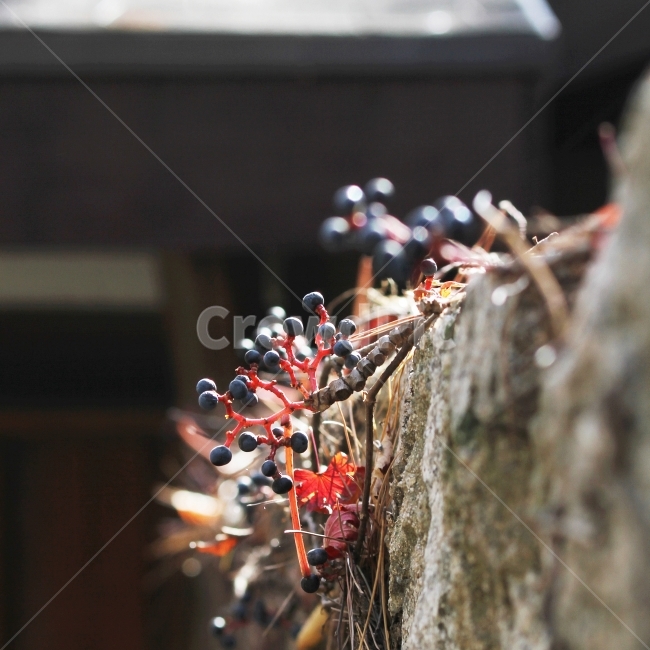 가을,식물,자연,담쟁이열매빛,감성사진,담과담쟁이열매,식물,자연,plants,nature,과일,열매,fruit