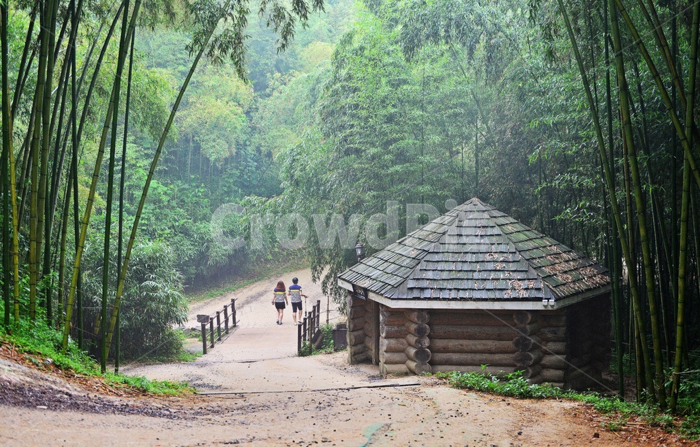 outdoors,옥외,nature,자연,building,건물,person,사람,human,인간,plant,식물,bamboo,대나무,담양,죽녹원,대나무밭