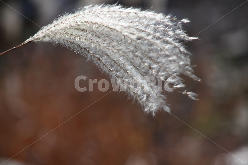 억새,꽃,식물,가을,flamegrass,가을,계절,fall,autumn,season,식물,자연,plants,nature,grass,잔디,plant,lawn