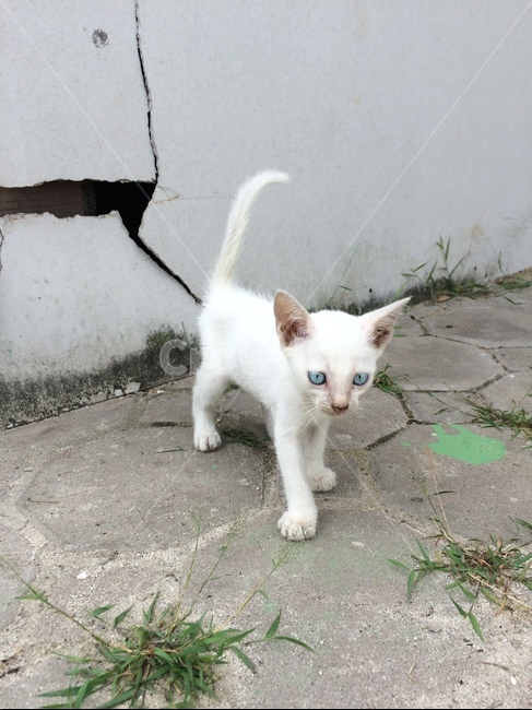 길고양이,고양이,동물,길냥이,아기고양이,동물,animal,포유류,mammal,고양이,cat,kitten,kitty