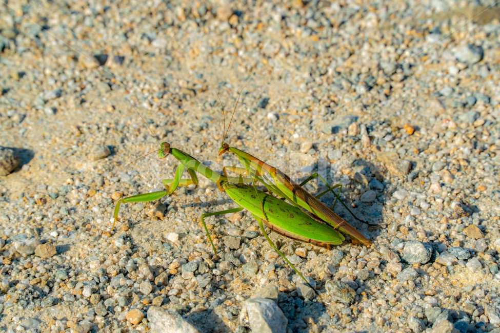 couple,environment,green,ecosystem,bug,insect,praying,mantis