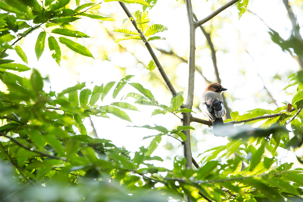 bird,새,animal,동물,식물,자연,잎,동물,animal,조류,새,birds