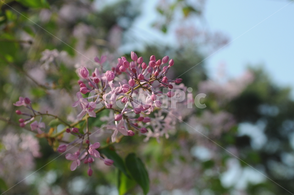꽃,flower,봄,spring,식물,봄꽃