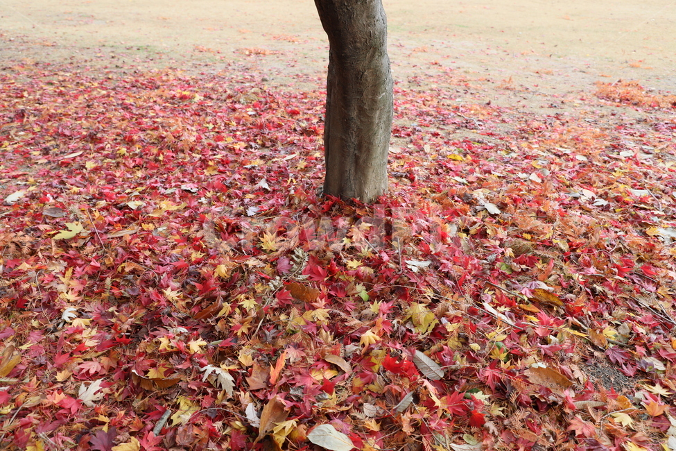 나무,단풍,낙엽,식물,가을,풍경,가을,계절,fall,autumn,season,plant,leaf,잎,tree,maple