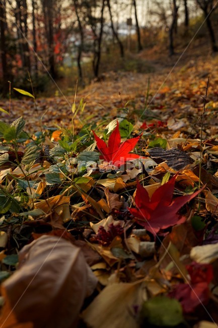 가을,단풍,빨강,자연,낙엽,계절,가을,계절,fall,autumn,season,leaf,잎,plant,식물,tree,나무,maple,ground,바닥
