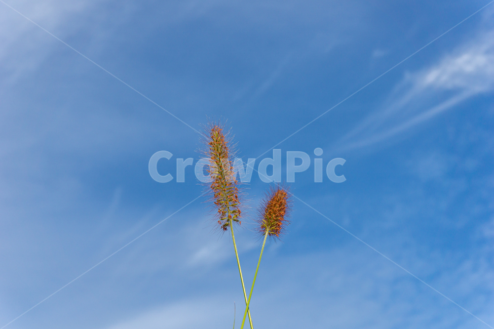 강아지풀,식물,공원,산책,하늘,푸른하늘,구름,가을하늘,가을,가을날씨,grass,plant,lawn,잔디,갈대,색감,자연,식물,자연,plants,nature