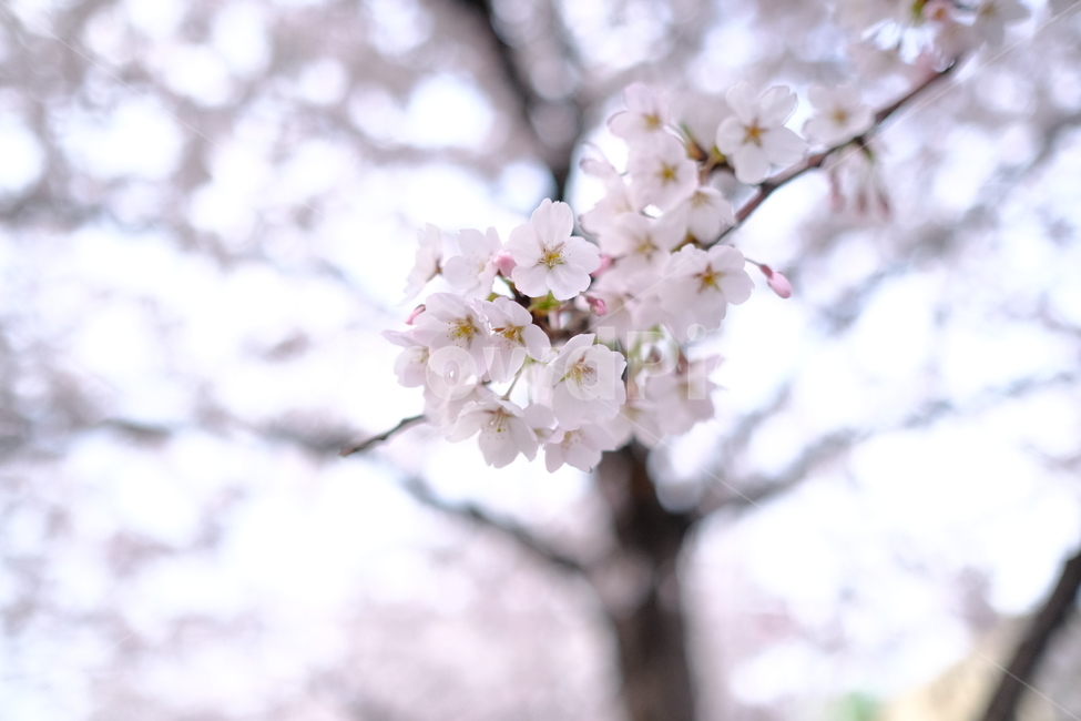 벚꽃,핑크,꽃몽울,꽃나무,샤방샤방,나무,꽃,봄,식물,자연,plants,nature,꽃,flower