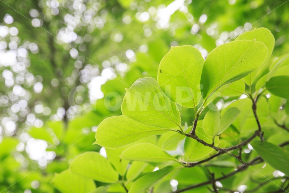식물,꽃,자연,풍경,휴식,식물,자연,plants,nature