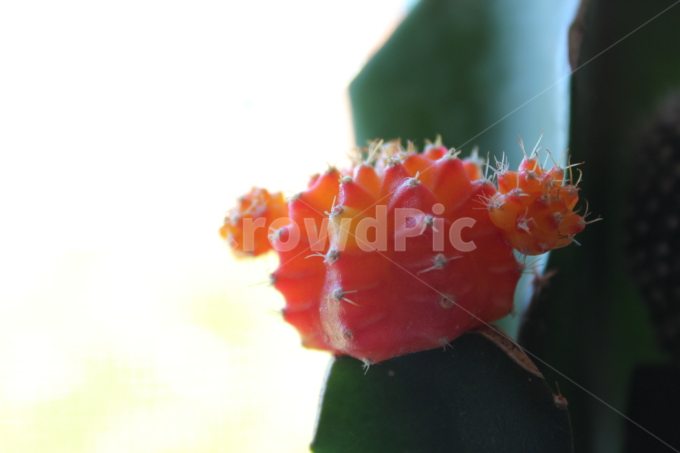 선인장,cactus,꽃,식물,가시,자연,식물,자연,plants,nature,꽃,flower