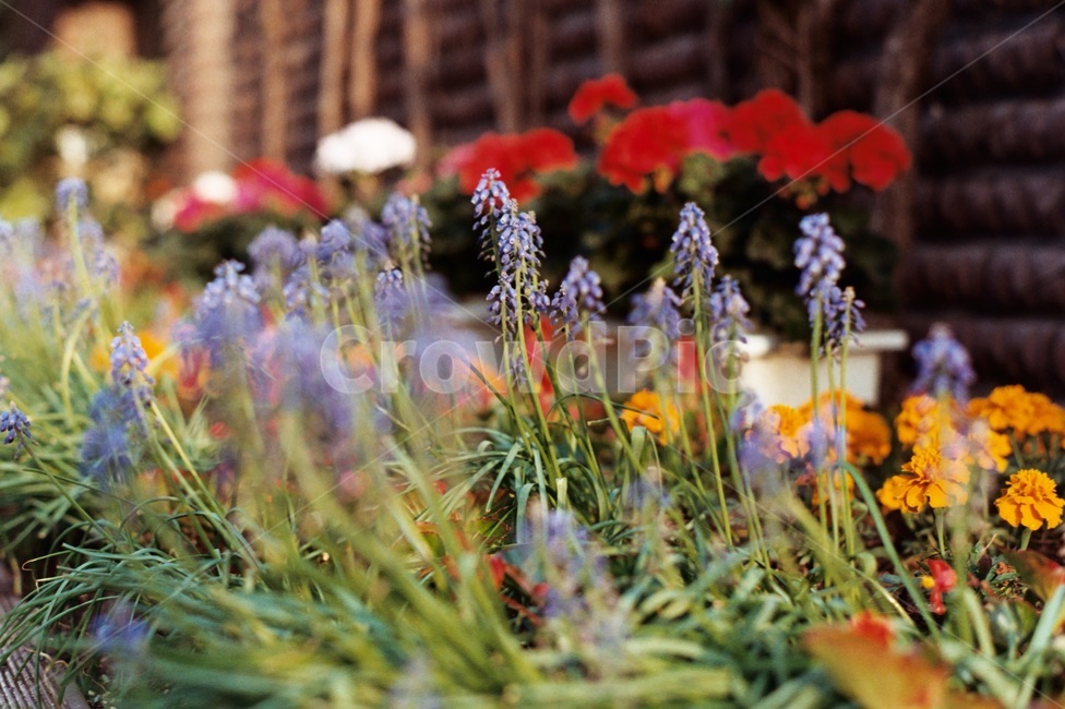 봄,꽃,자연,색감,감성사진,화려한,꽃밭,필름사진,아날로그,봄꽃,spring,flower,nature,아웃포커싱