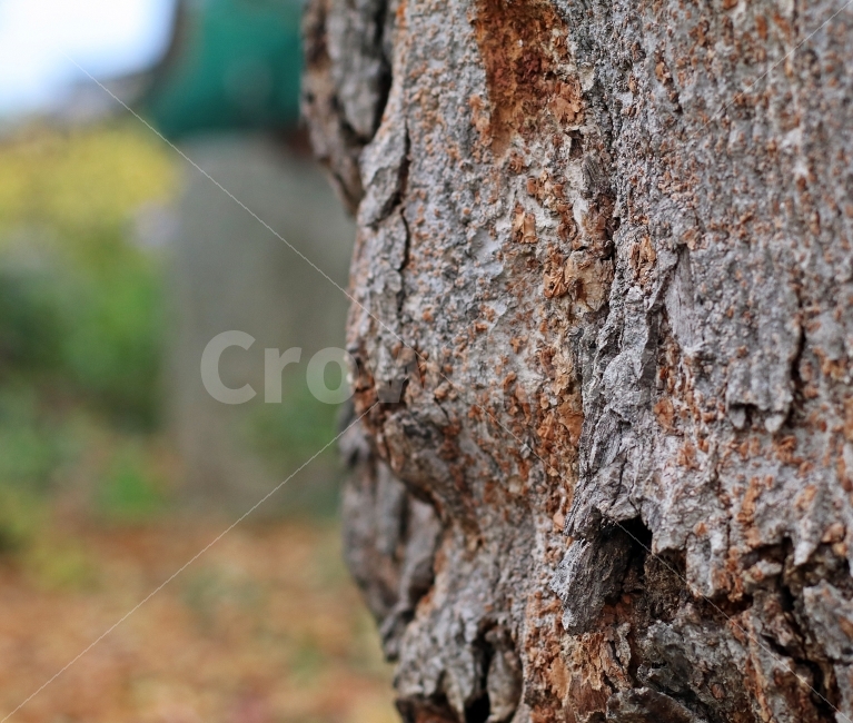자연,나무,나무껍질,건조한,표면,갈라진,식물,자연,plants,nature,나무,trees,wood