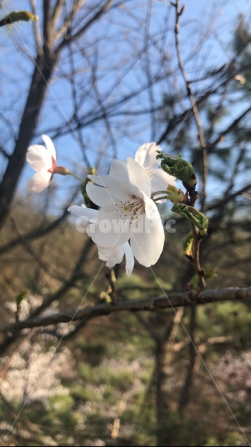 벚꽃,봄,자연,벚꽃근접샷,따뜻한,감성,꽃,식물,자연,plants,nature,꽃,flower