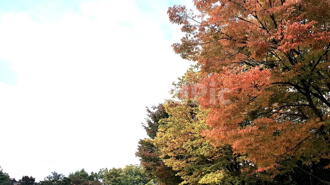 tree,나무,식물,plant,가을