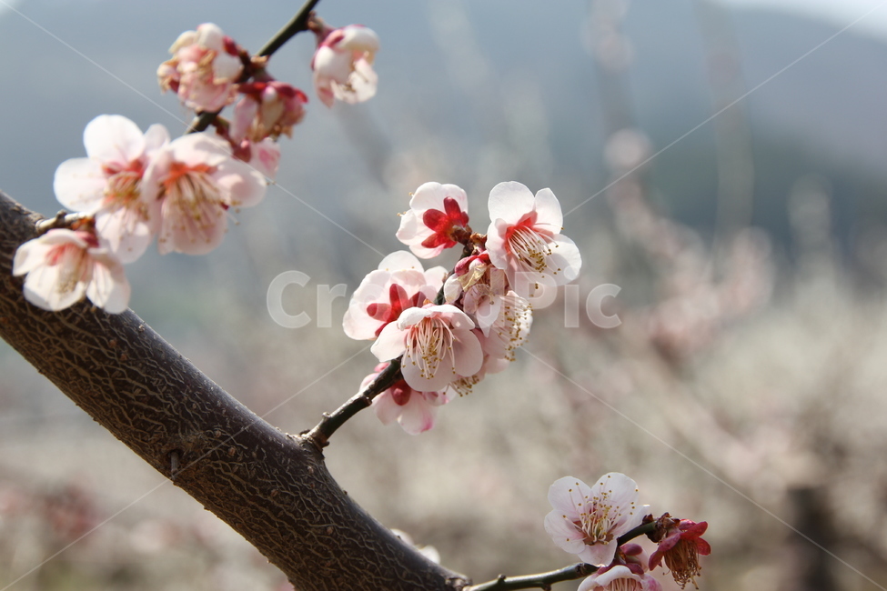 매화,꽃,매화꽃,자연,풍경,식물,자연,plants,nature,꽃,flower