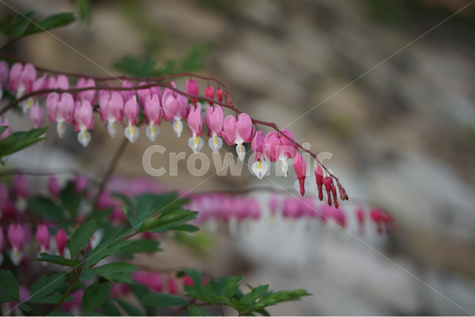 plant,식물,blossom,flower,꽃