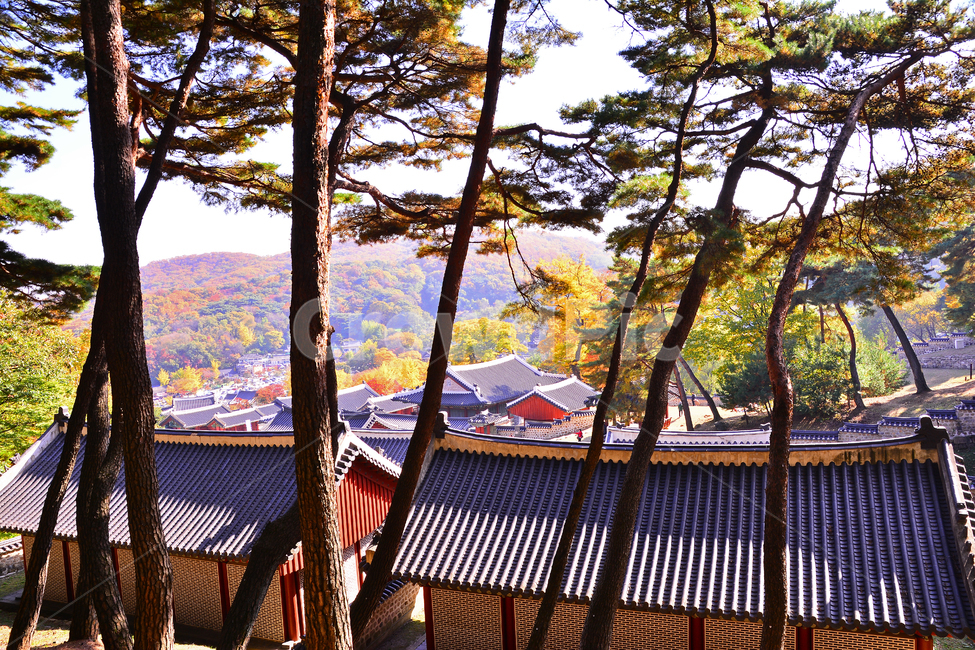 가을,전통,문화유산,기와집,한국풍경,코리안,fall,autumn,traditional,background,pinetree,소나무,가을풍경,유적지,한국전통,하우스,사당,옛집,역사관,기념관,보존,히스토리,korean,house,10월,계절,시즌,배경,바탕,백그라운드,한국전통,한국문화,korean traditional,korean culture,랜드마크,landmark,tourist attraction,한국랜드마크,한국관광지,한국명소,korea landmark,korea tourist attraction