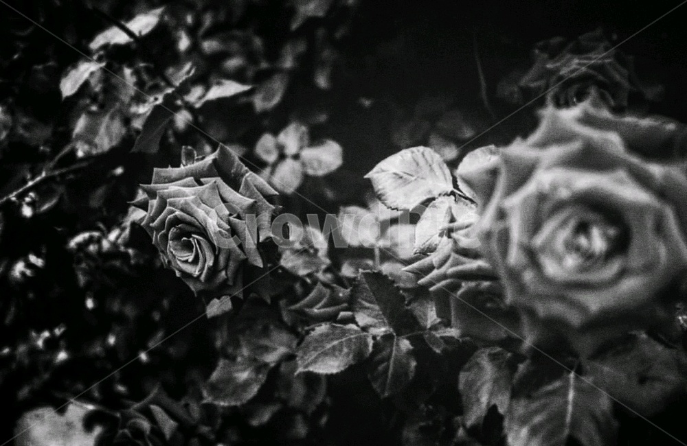 장미,흑백,꽃,장미더미,흑백사진,흑백,모노톤,monochrome,black and white