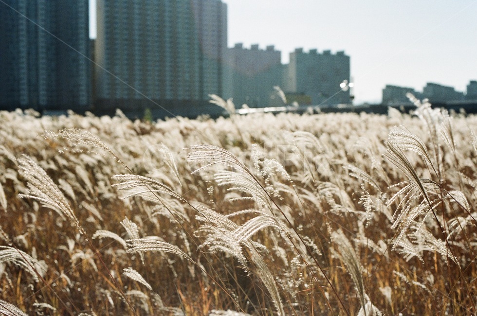 갈대,억새,풍경,가을,필름,필름사진,필름카메라,reeds,landscape,film,silvergrass,autumn,fall,filmcamera,필카,가을,계절,fall,autumn,season,plant,식물,food,음식,vegetable,야채,grain,곡물