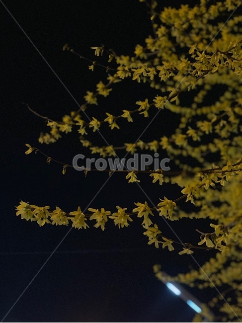 개나리,밤,산책,봄,leaf,잎,plant,식물,꽃