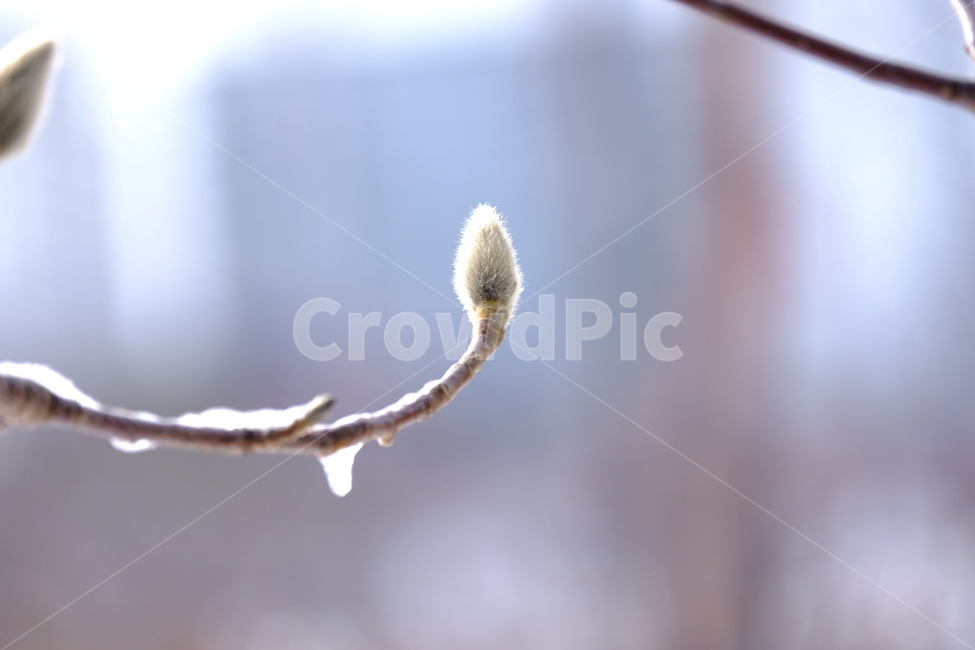 봄,새싹,나무,새순,목련,꽃망울,겨울나무,식물,자연,plants,nature,나무,trees,wood