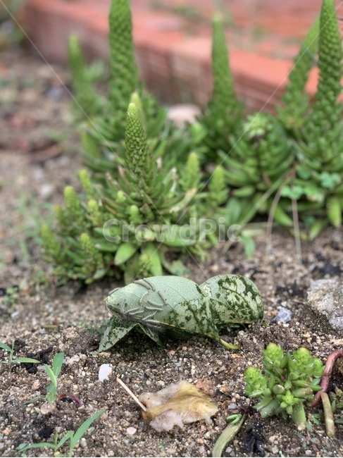 식물,plant,애벌레,벌레,자연,풀,초록색,green