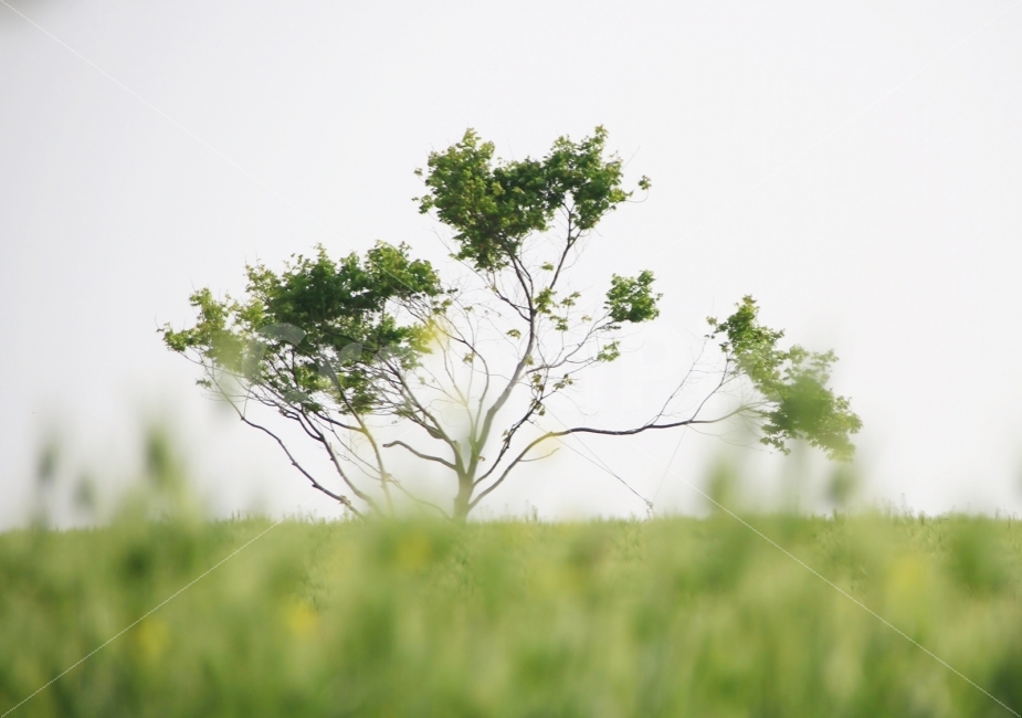 식물,나무,꽃,보리,초록,자연,풍경,nature,landscape,tree,plant,tree trunk,나무 줄기